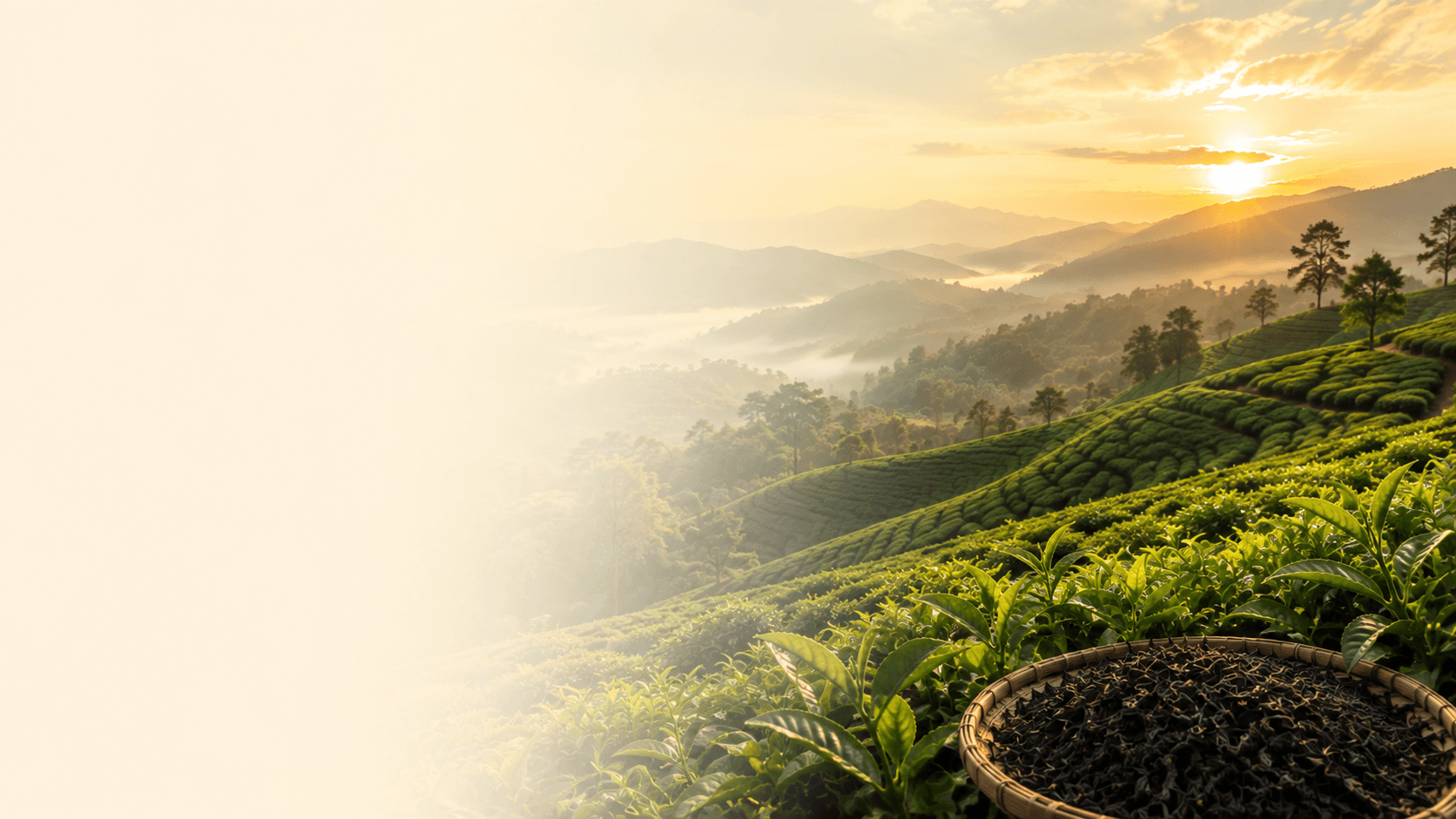 Indian tea plantation — reliable all-year raw material supply