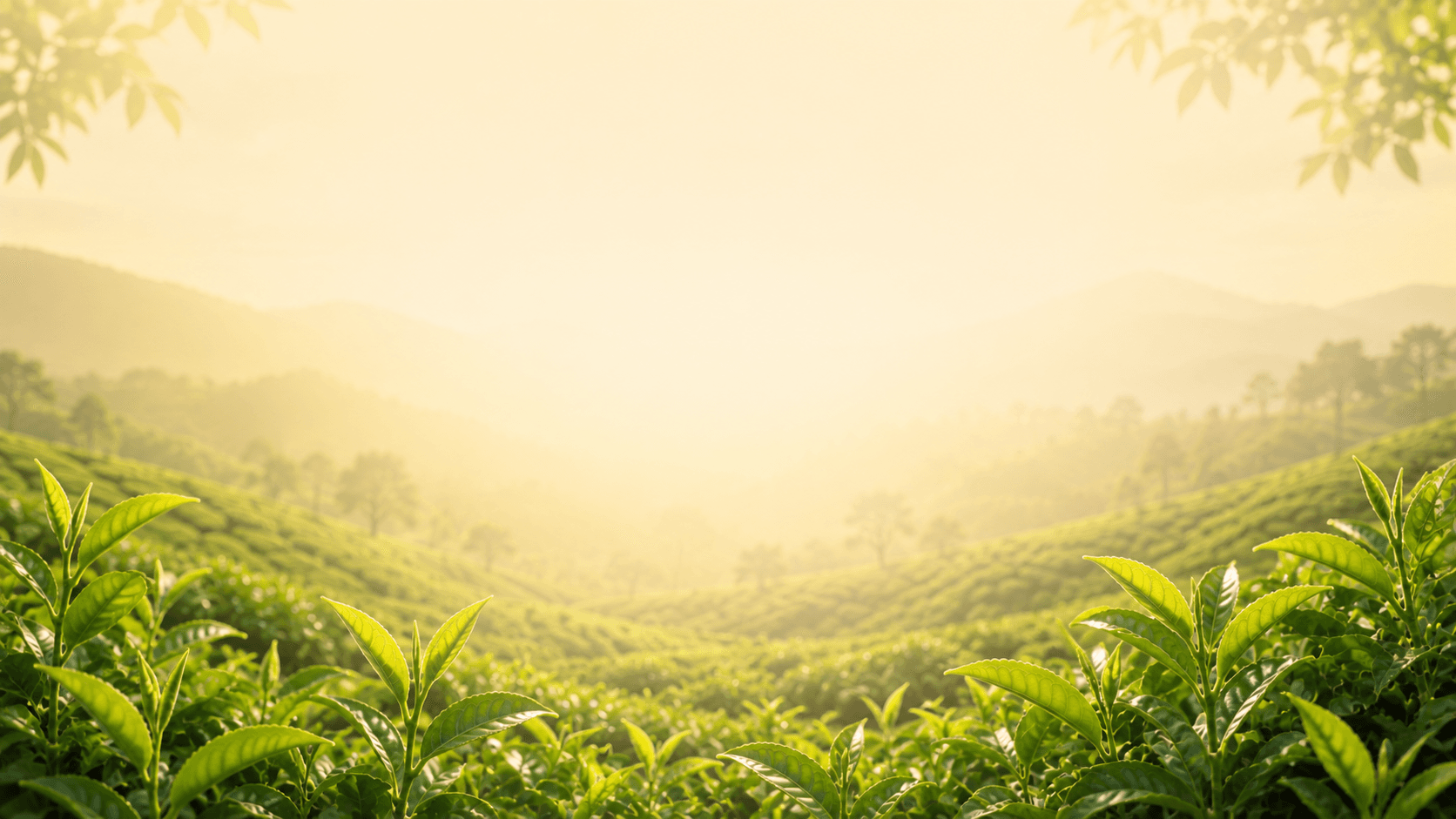 Premium Indian tea — Densitea export portfolio