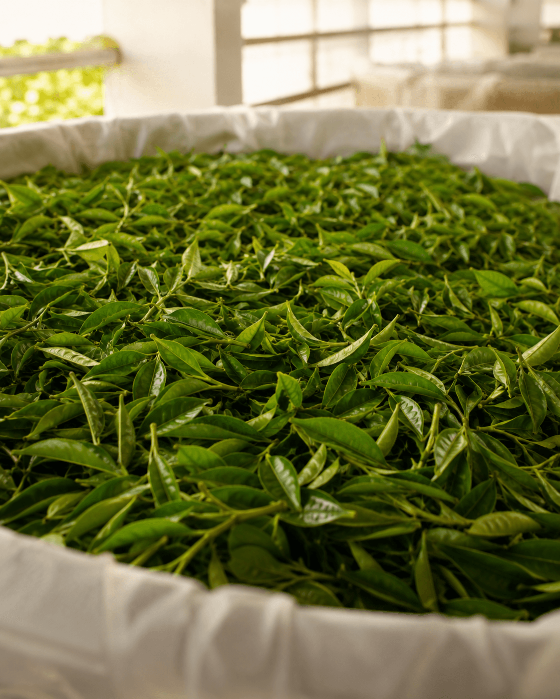 Premium green tea leaf for extract manufacturing.
